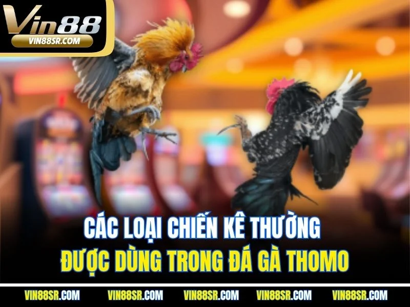 Các loại chiến kê thường được dùng trong đá gà Thomo