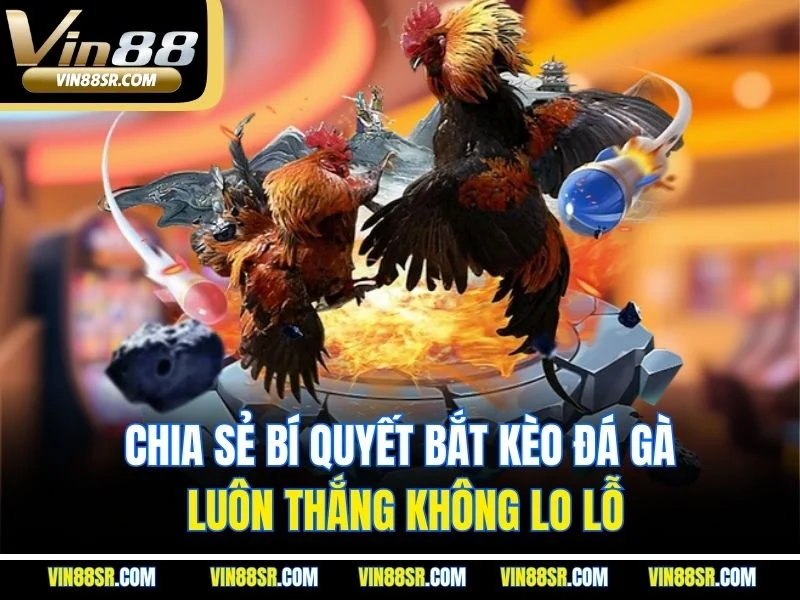 Chia sẻ bí quyết bắt kèo đá gà luôn thắng không lo lỗ