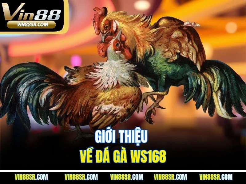 Giới thiệu về đá gà WS168
