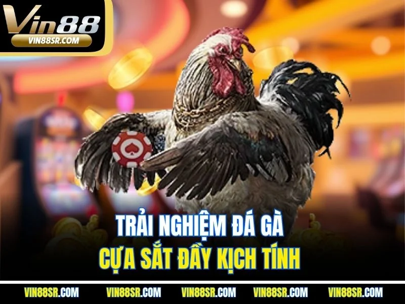 Trải nghiệm đá gà cựa sắt đầy kịch tính